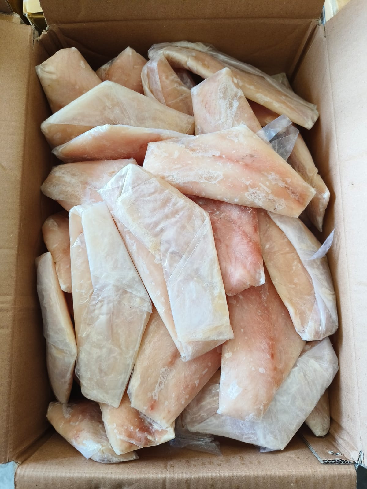 Ikan Kakap Putih